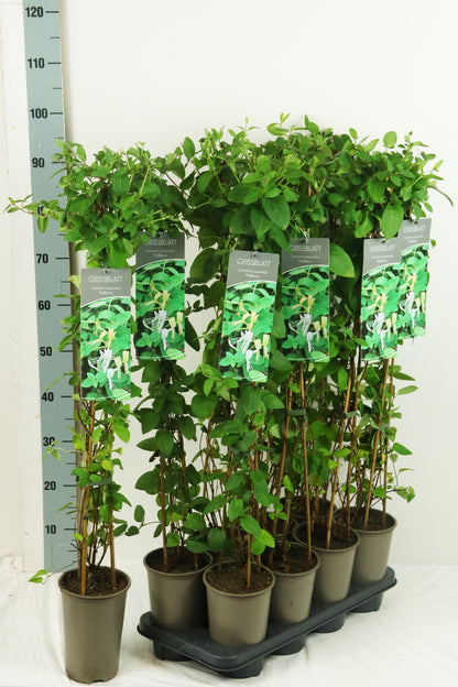 Lonicera japonica &