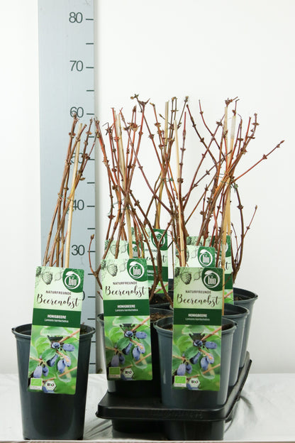 Lonicera kamtschatica C3 (3 liters kruka) / 19 cm kruka, 40-50 cm