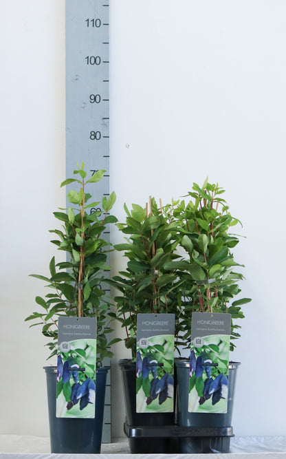 Lonicera kamtschatica C3 (3 liters kruka) 40-60 cm