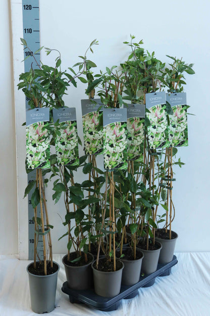 Lonicera periclymenum 17 cm kruka 60-100 cm (3 käppar)