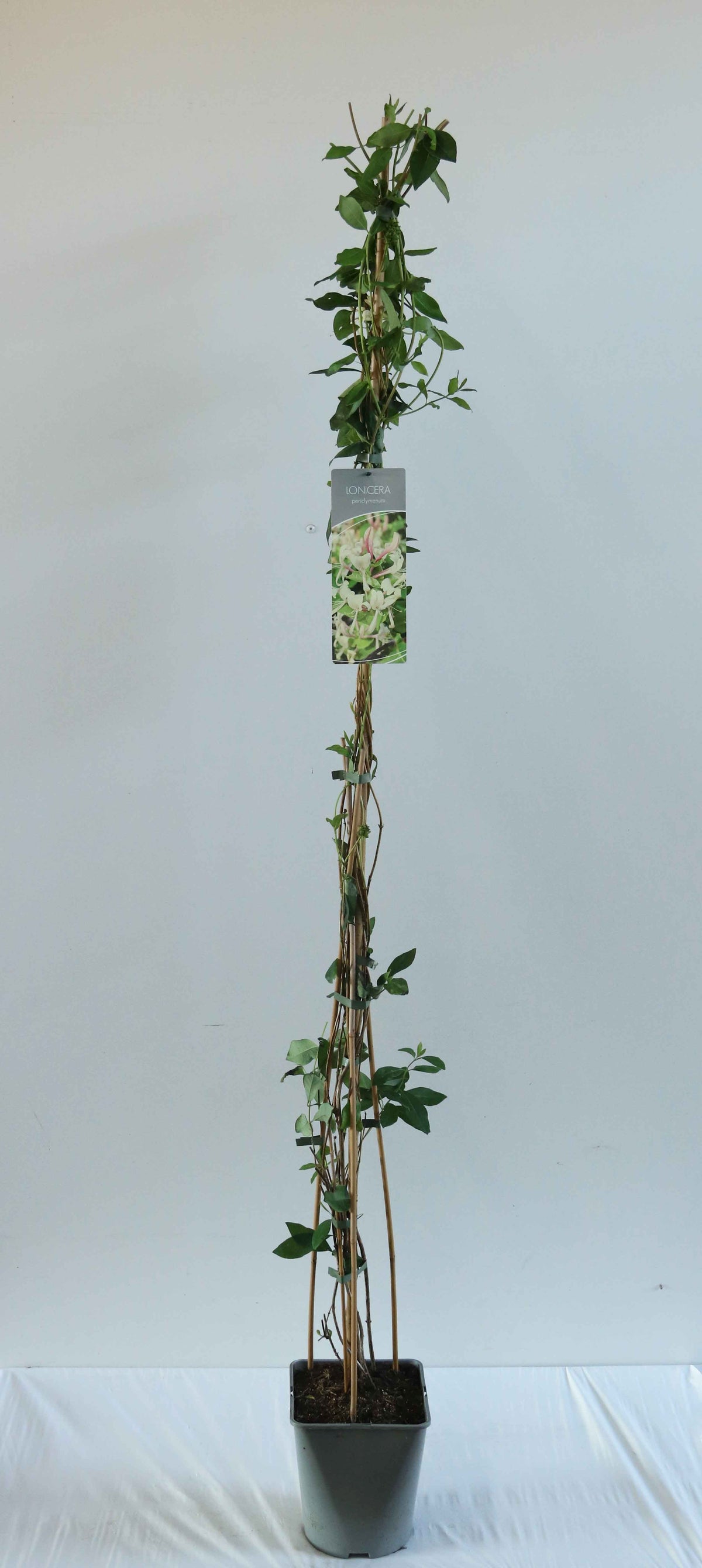 Lonicera periclymenum C2 (2 liters kruka / 17 cm kruka) 30-40 cm