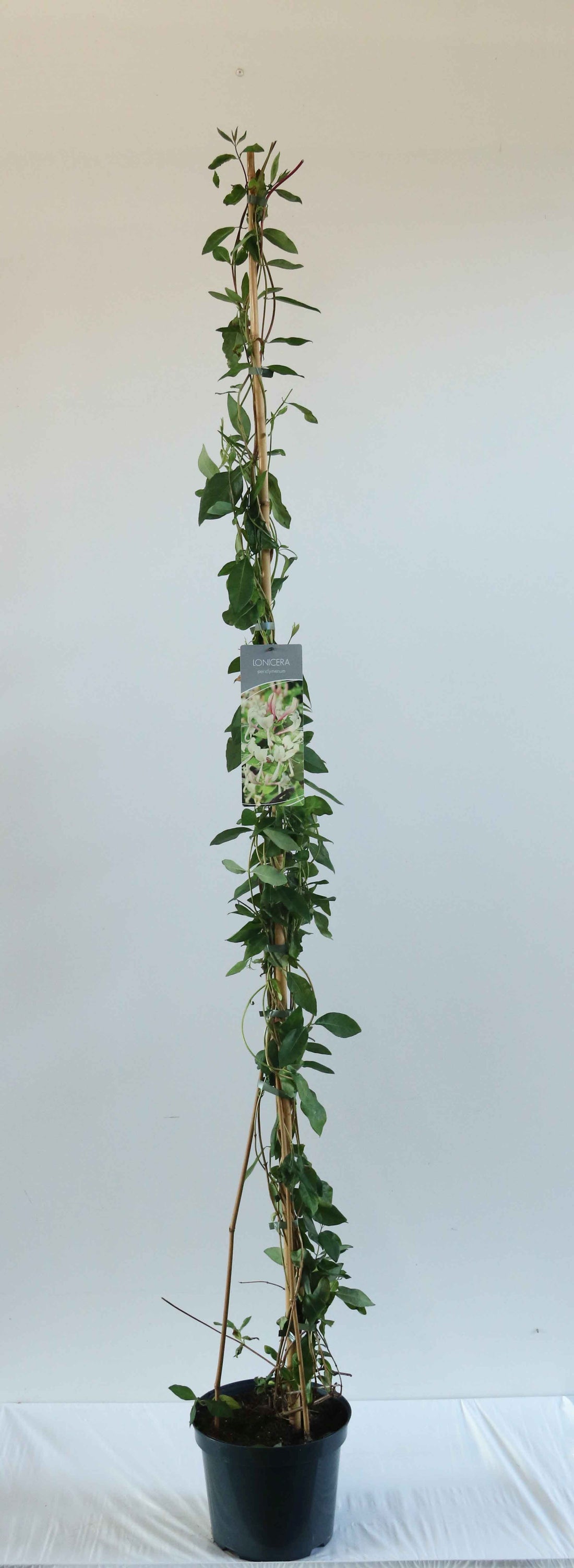 Kaprifol periclymenum - C7,5/P26 150-200 CM
