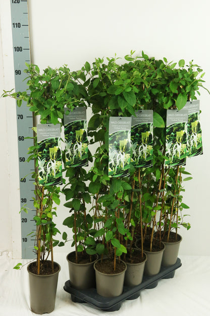 Lonicera per. &