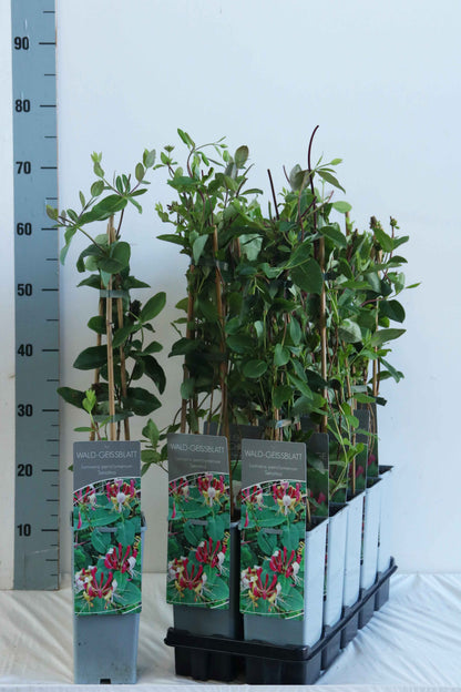 Lonicera per. &