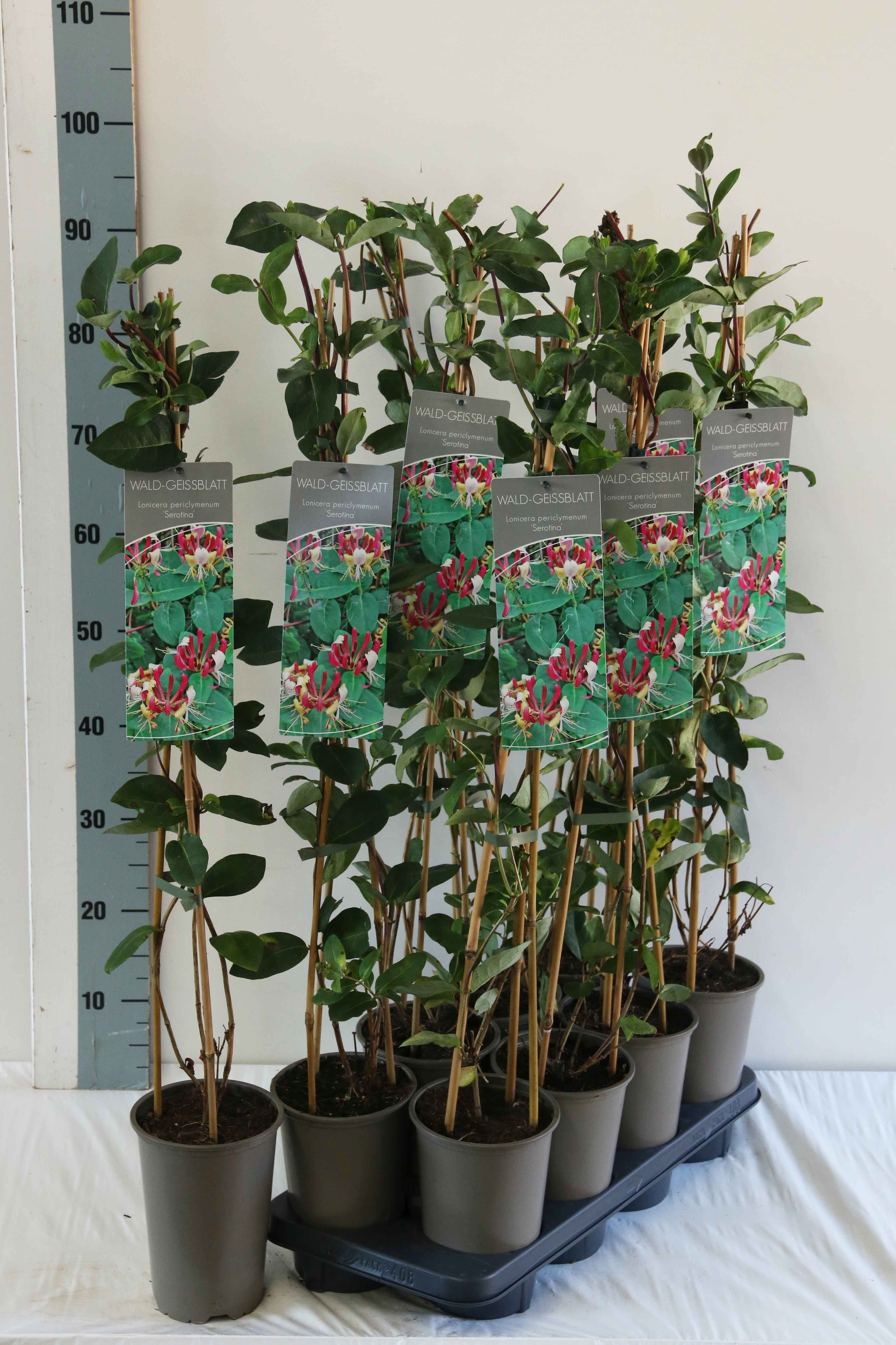 Lonicera per. &