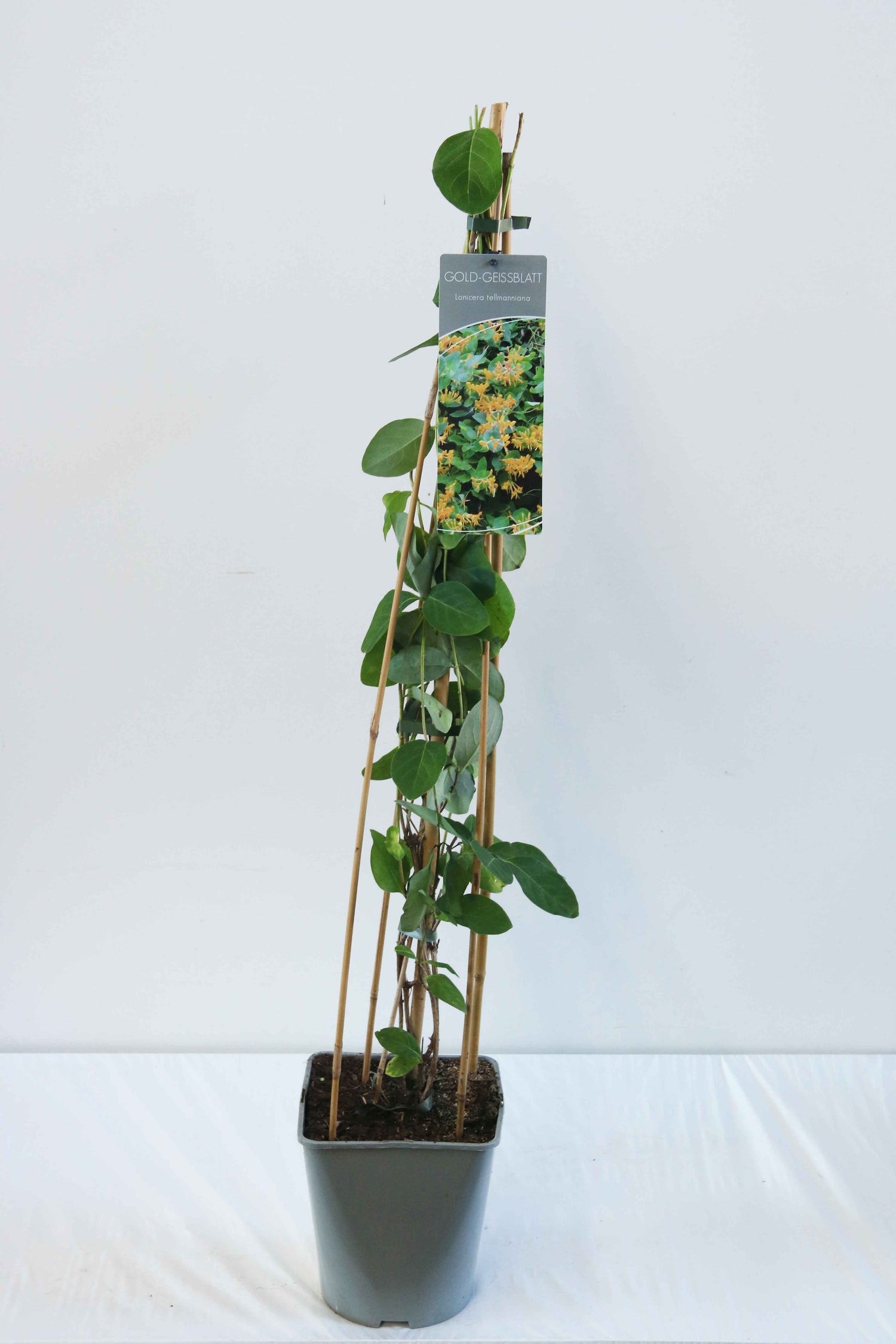 Kaprifol tellmanniana - C5/P23 80-100 CM