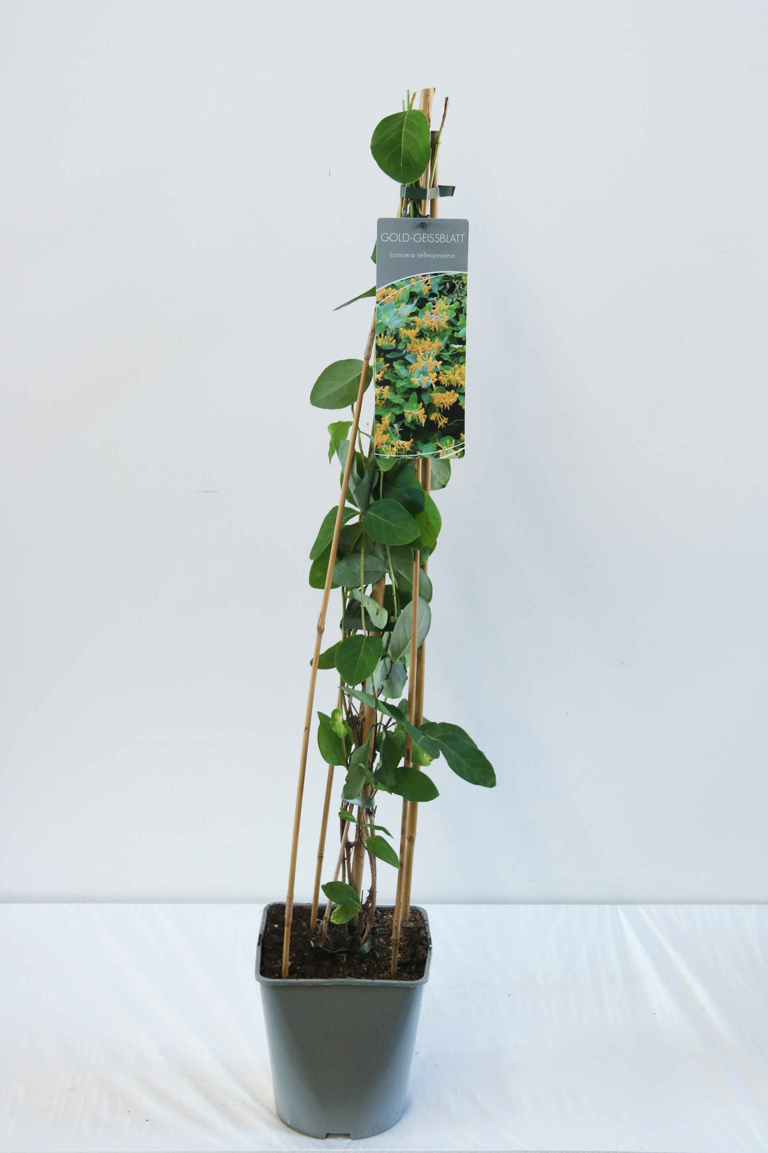 Kaprifol tellmanniana - C5/P23 80-100 CM