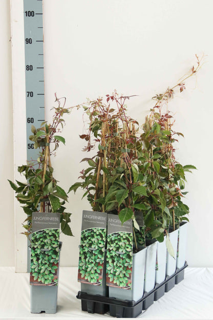 Parthenocissus henryana C2 (2 liters kruka) 40-60 cm - 3 käppar