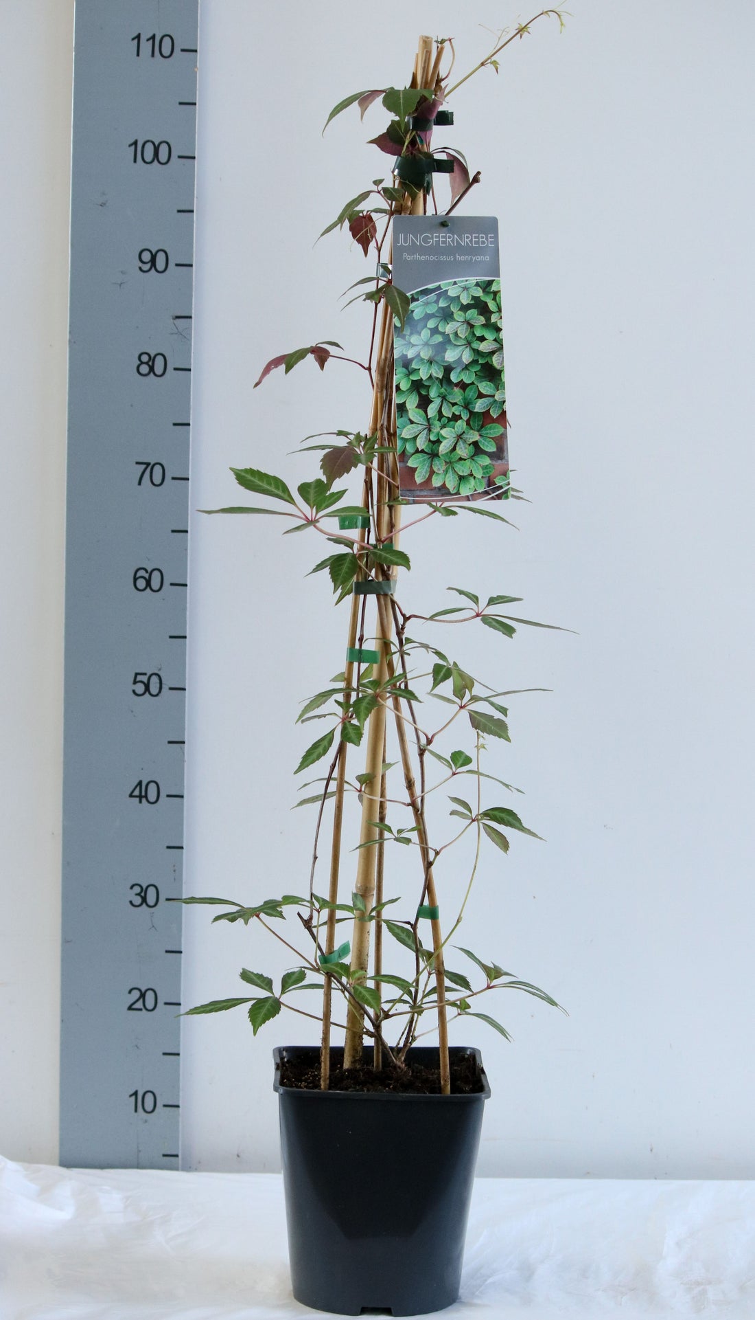 Vildvin henryana - C5/P23 80-100 CM