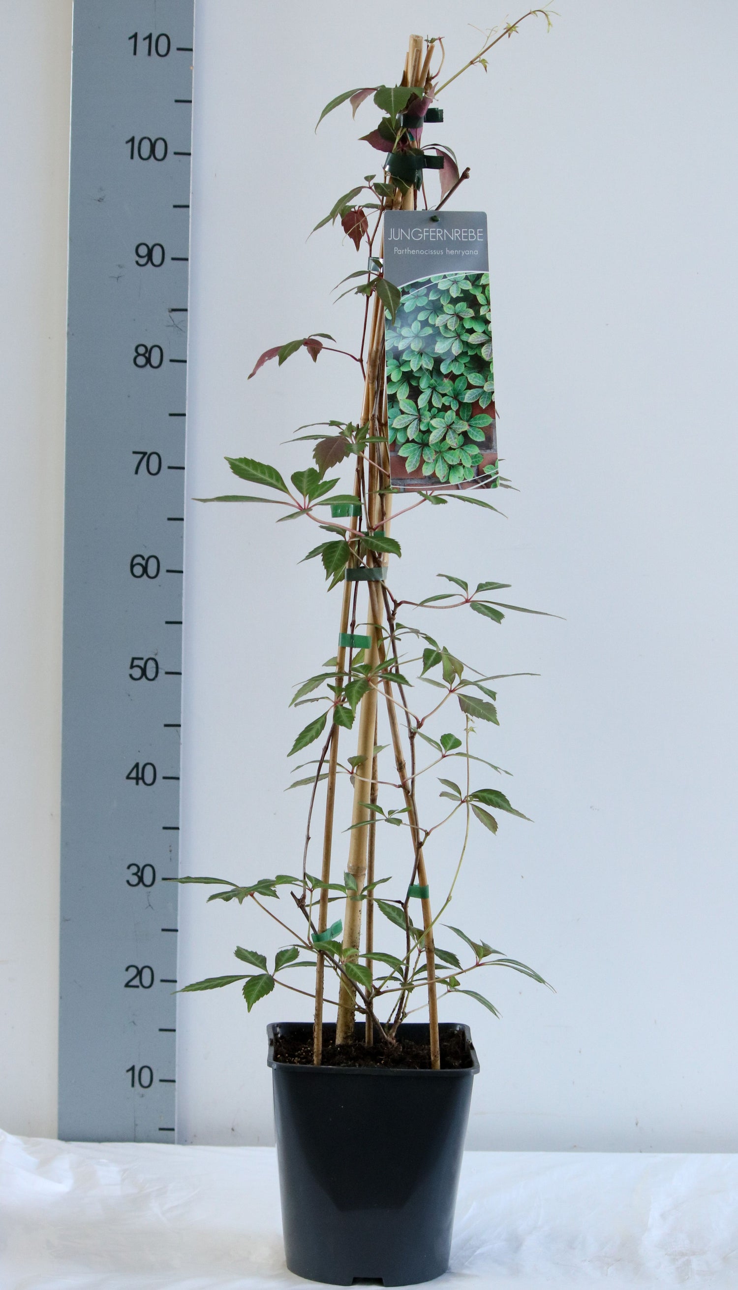 Vildvin henryana - C5/P23 80-100 CM