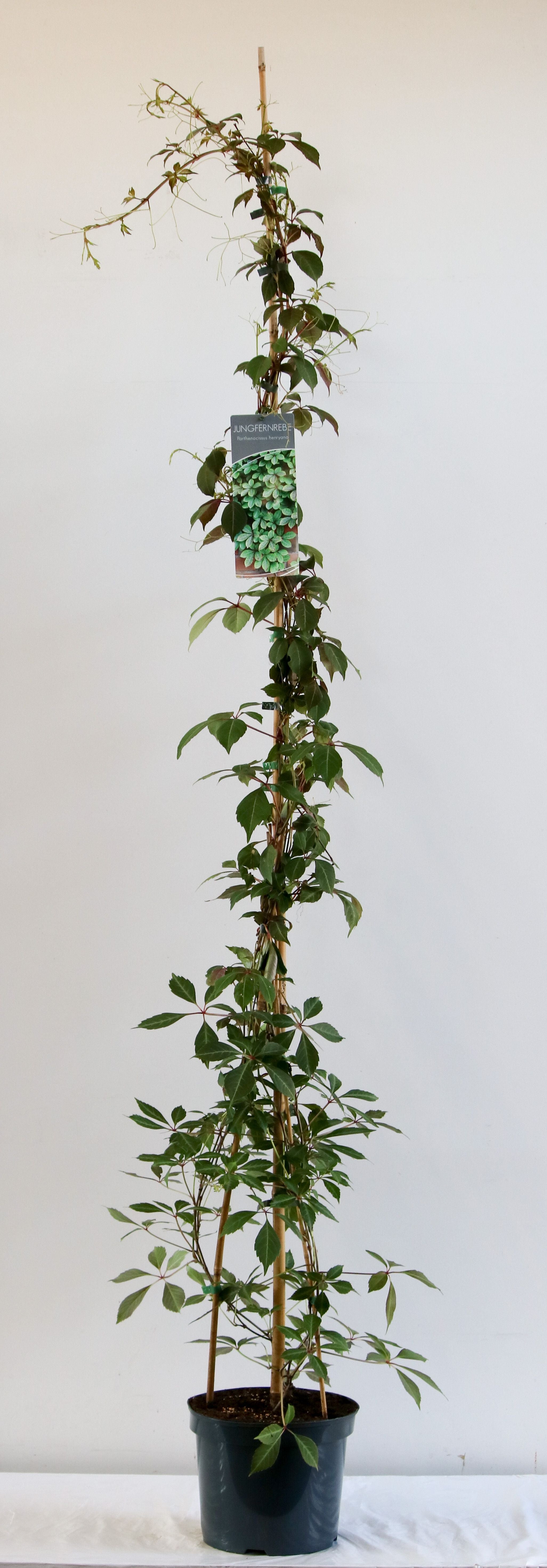 Parthenocissus henryana C7,5 (7,5 liters kruka) 175-200 cm