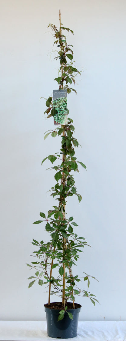Parthenocissus henryana C7,5 (7,5 liters kruka) 200-250 cm