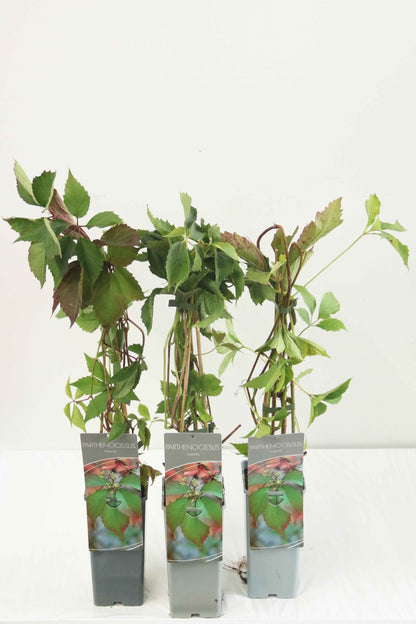 Parthenocissus inserta C2 (2 liters kruka) 40-60 cm