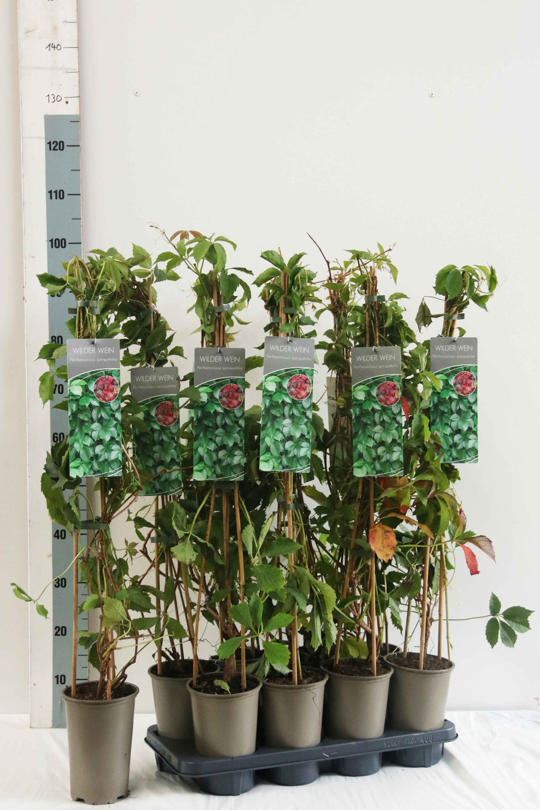 Parthenocissus quinquefolia 60-100 cm 17 cm kruka 3 käppar