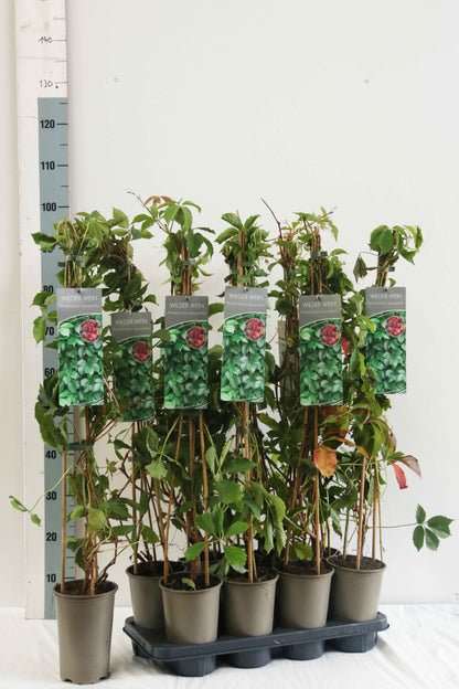 Parthenocissus quinquefolia 60-100 cm, 17 cm kruka (3 käppar)