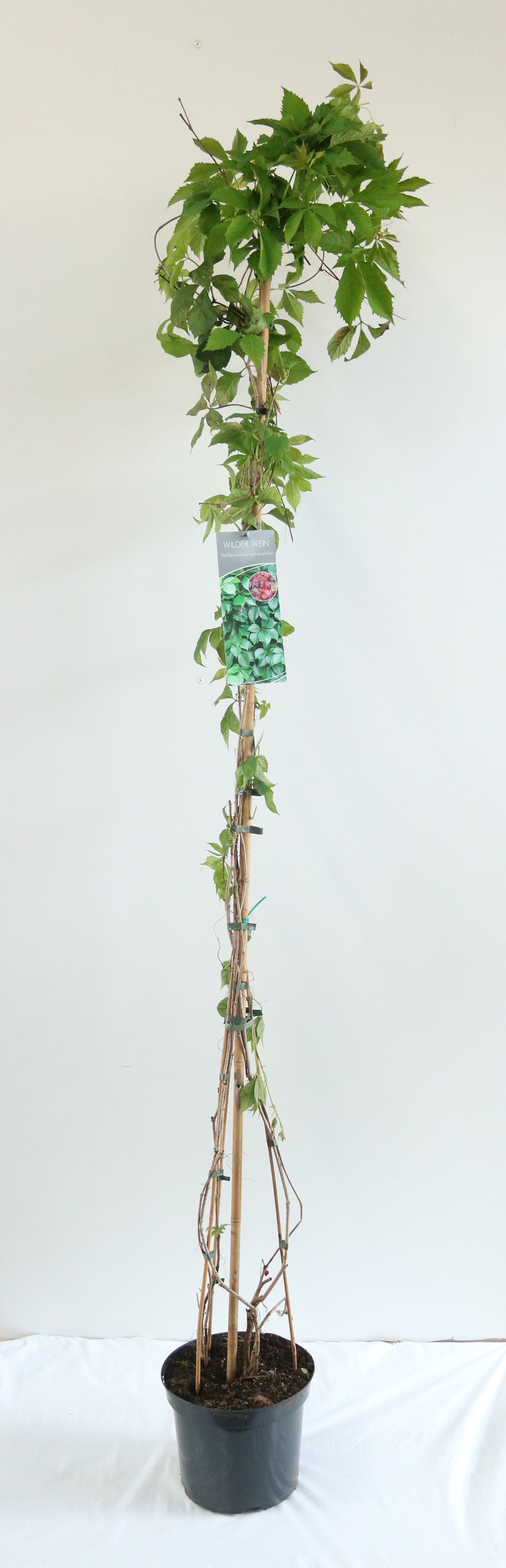 Parthenocissus quinquefolia C7,5 (7,5 liters kruka) 175-200 cm