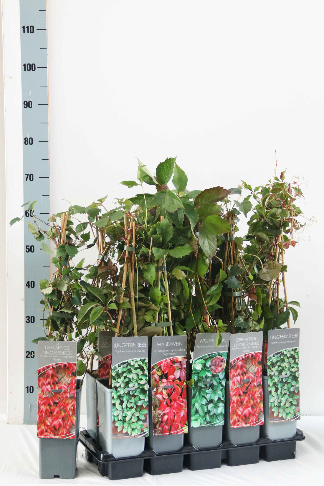 Vildvin in cultivars - C2/P17 40-60 CM 3 STICK