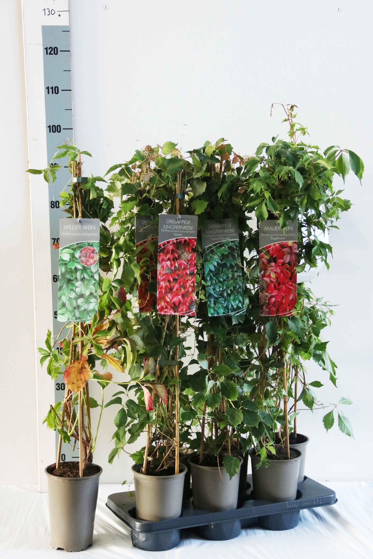 Parthenocissus i sorter C7,5 (7,5 liters kruka) 200-250 cm