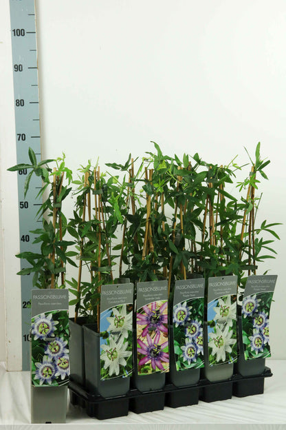 Passiflora i olika sorter C2 (2 liters kruka) / 17 cm kruka 40-60 cm