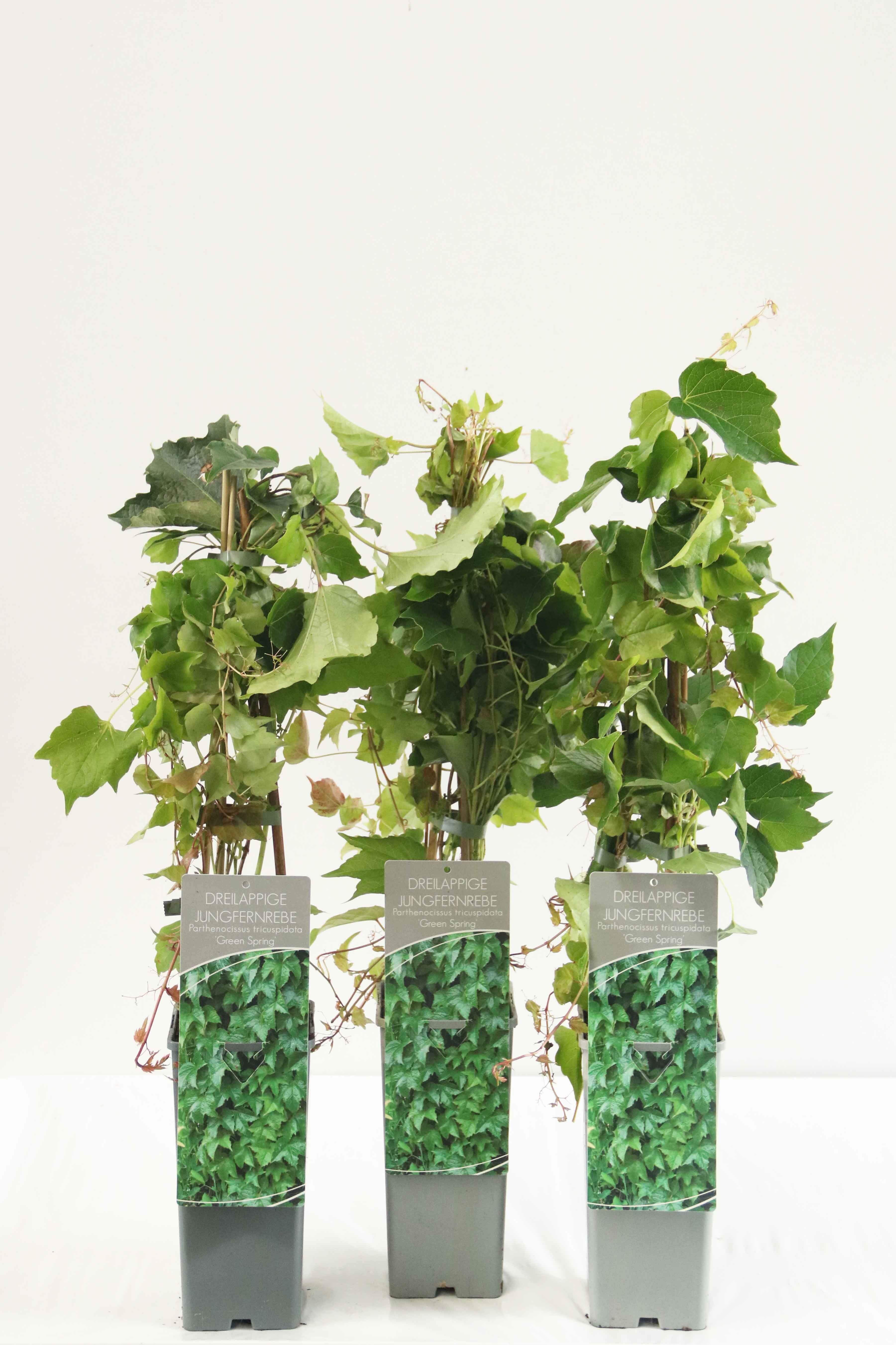 Parthenocissus tr. &