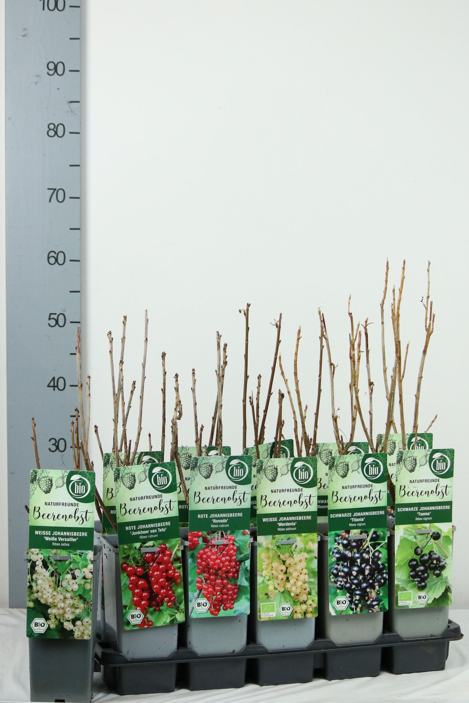 Vinbär in cultivars - C2/P17 30-35 CM