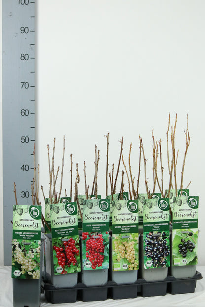 Ribes i olika sorter C2 (2 liters kruka) / 17 cm kruka, 30–35 cm