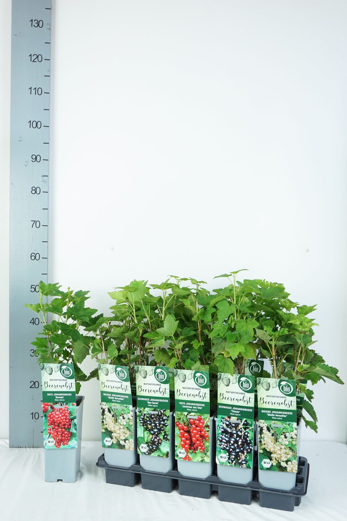 Ribes i olika sorter C2 (2 liters kruka) 30-35 cm
