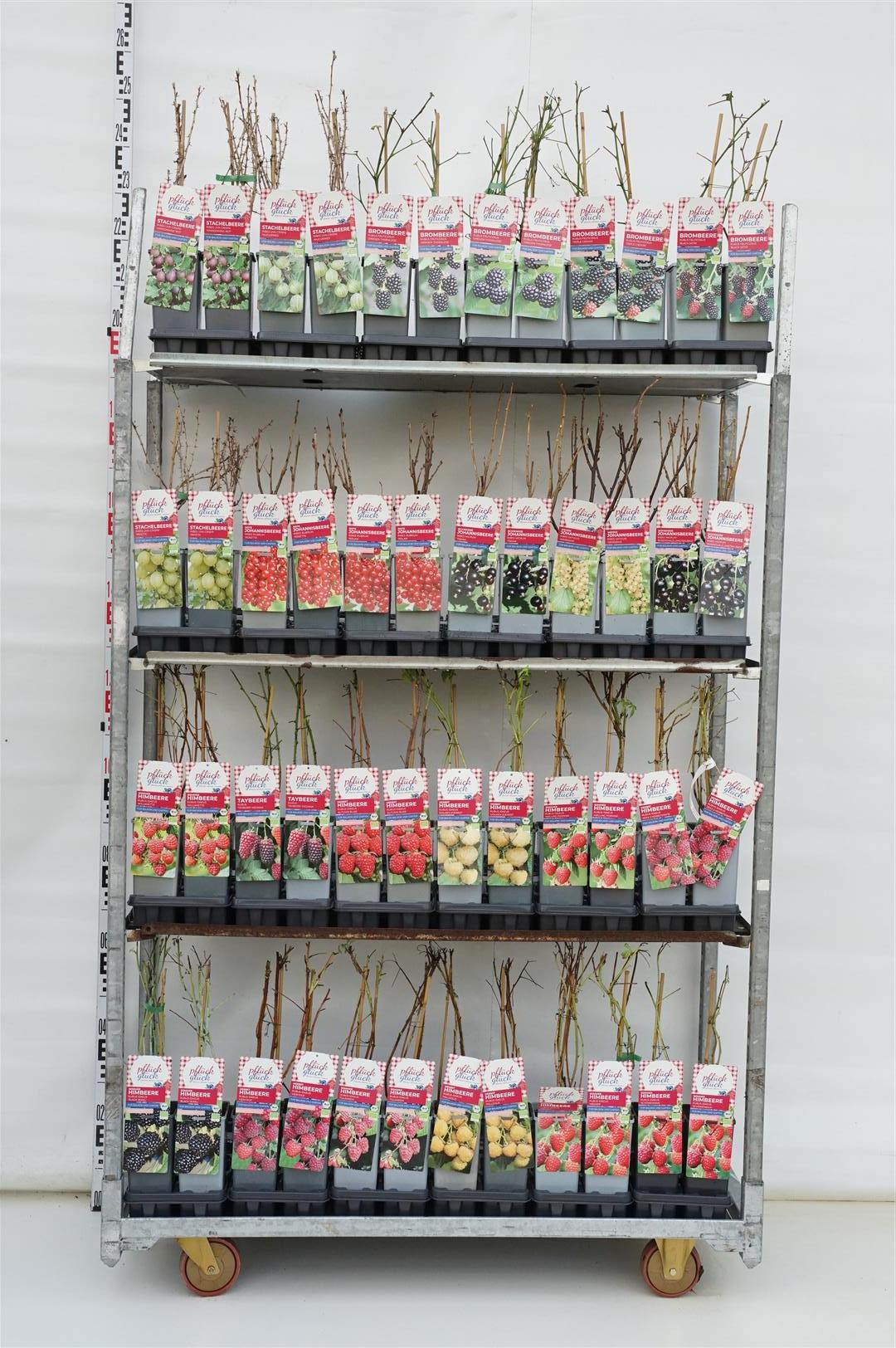 Ribes i sorter C2 (2 liters kruka) / 17 cm kruka, 30-40 cm