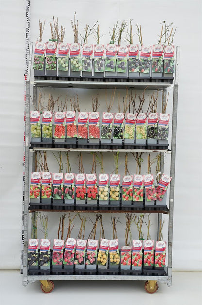 Ribes, olika sorter C2 (2 liters kruka) 30-40 cm