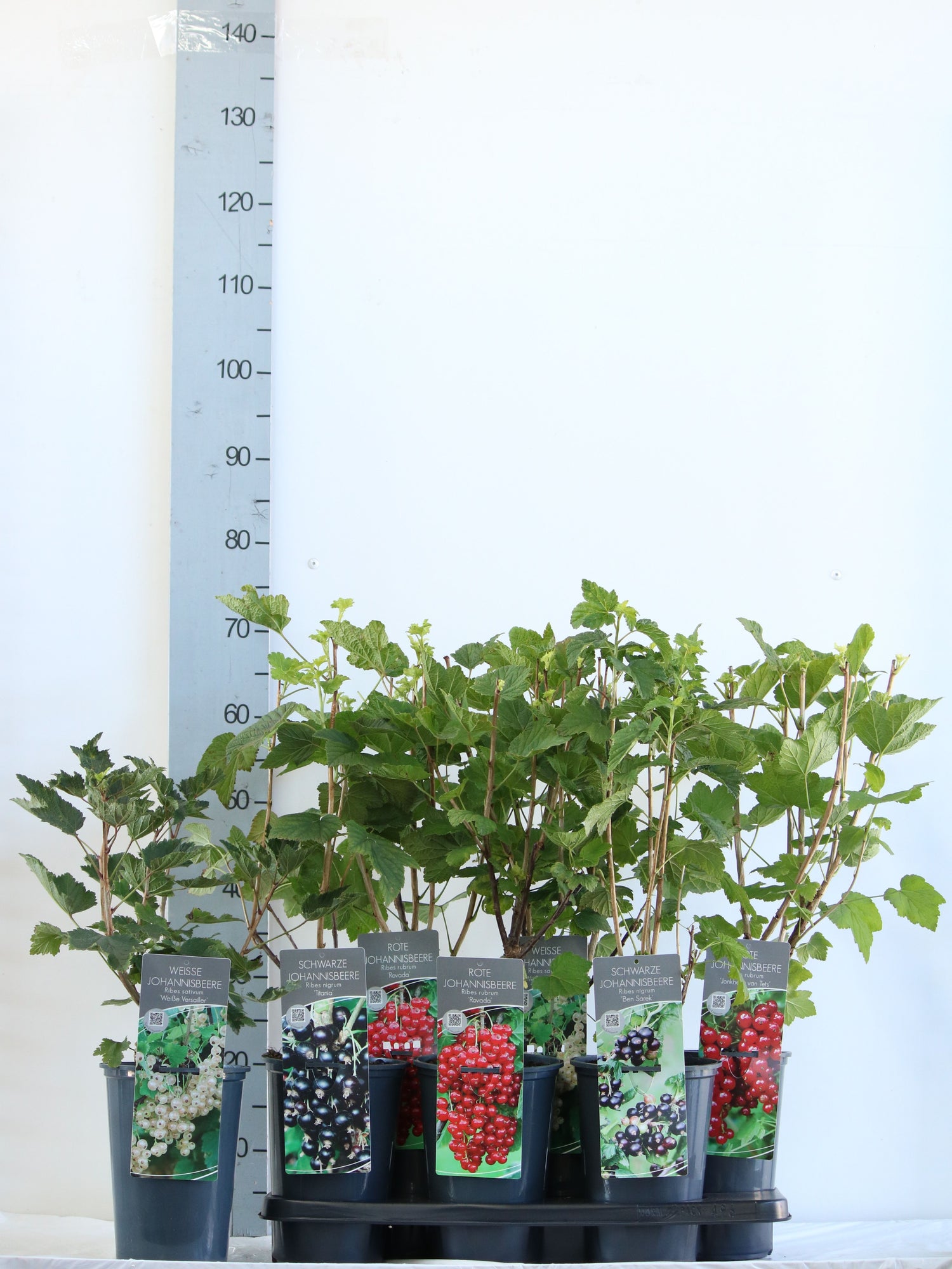 Vinbär in cultivars - C3/P19 40-60 CM