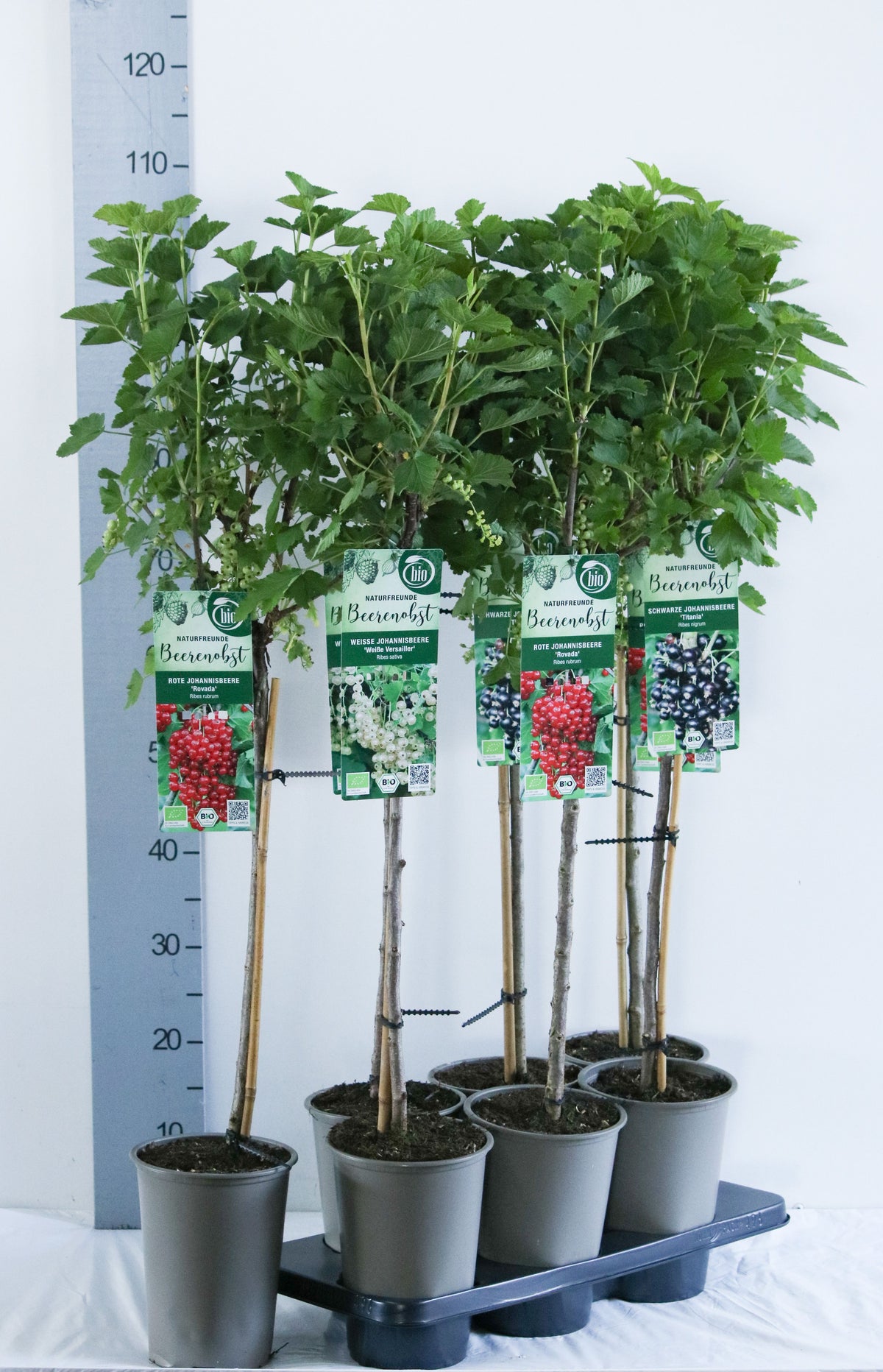Ribes i sorter 60 cm stam, C3 (3 liters kruka) / 19 cm kruka