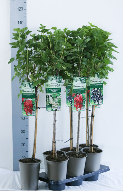 Ribes i sorter, uppstammad 60 cm C3 (3 liters kruka)