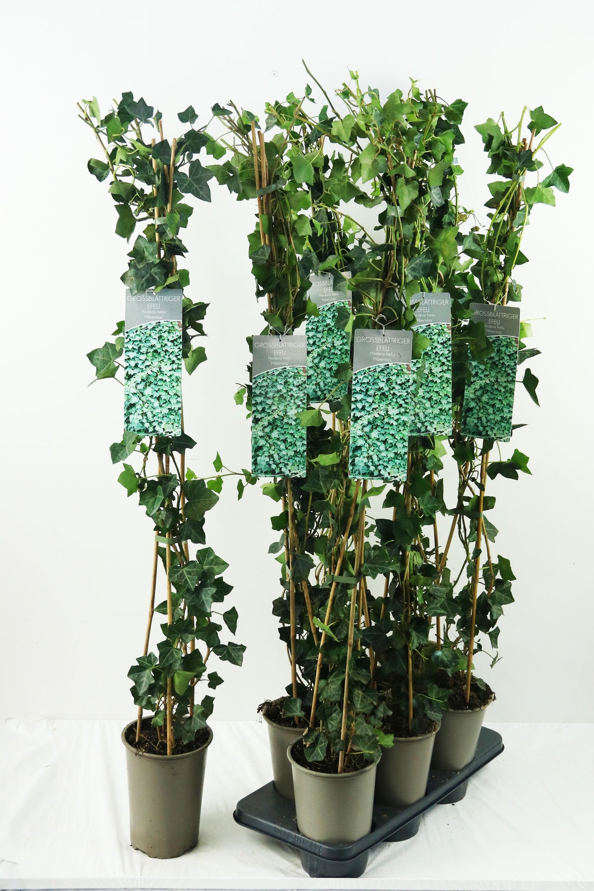 Ribes &