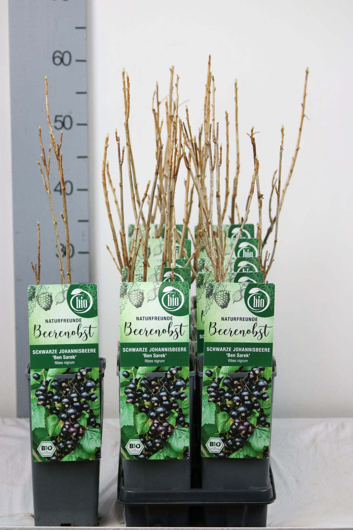 Ribes nigrum &