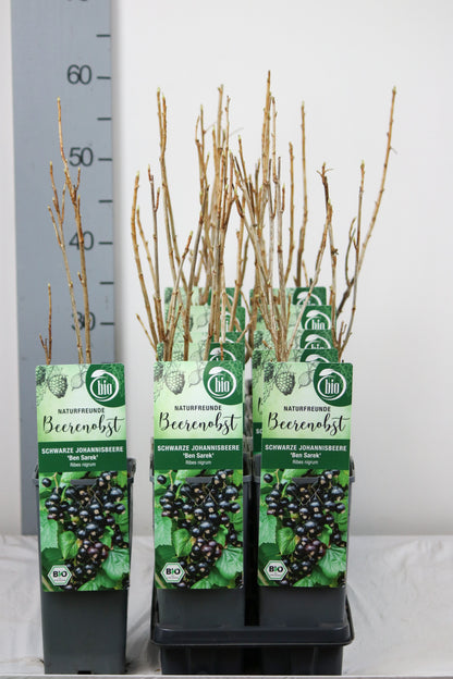 Ribes nigrum &