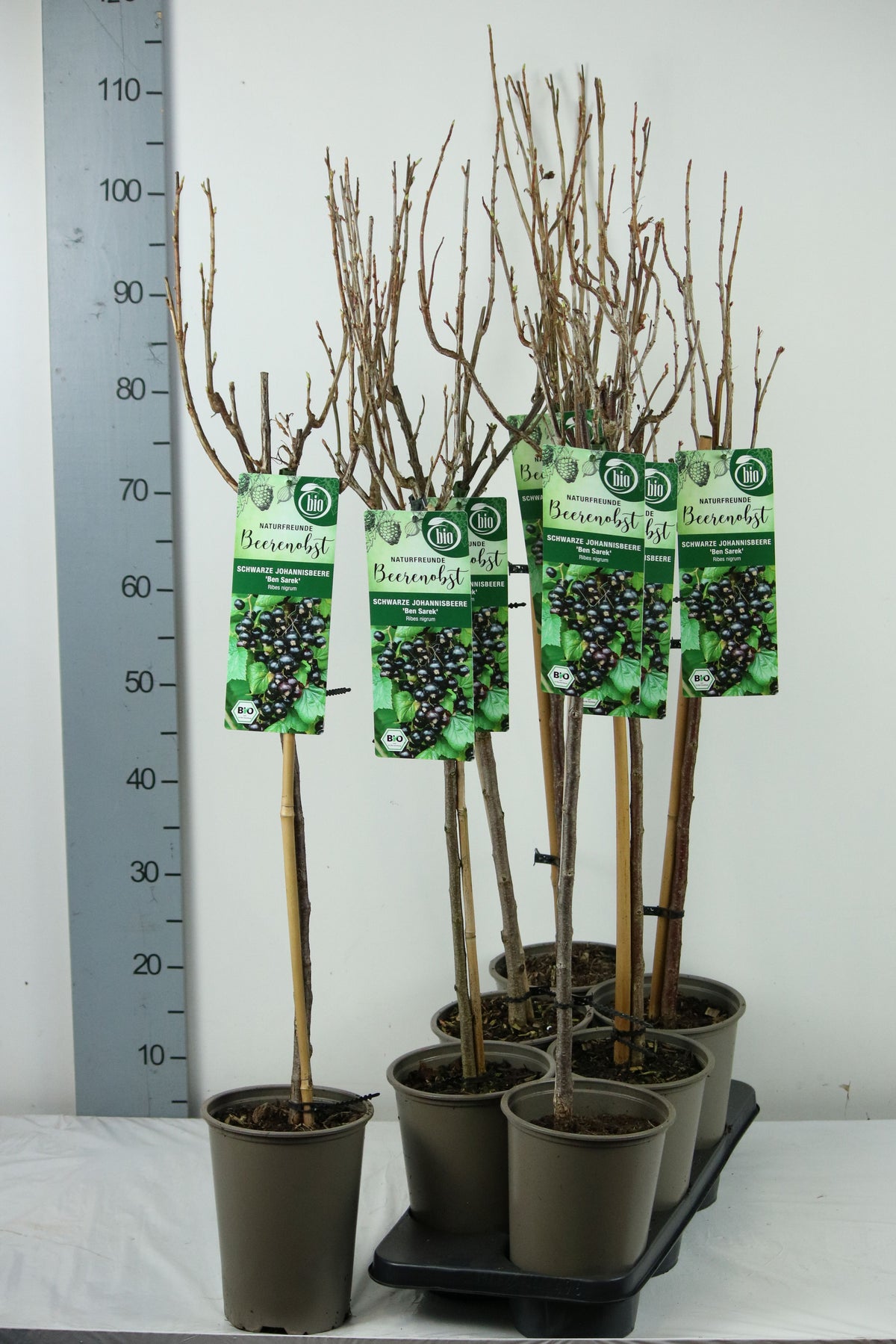 Ribes nigr. &