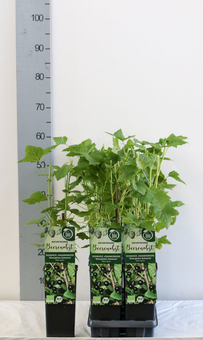 Svarta vinbär Ribes nigr. &