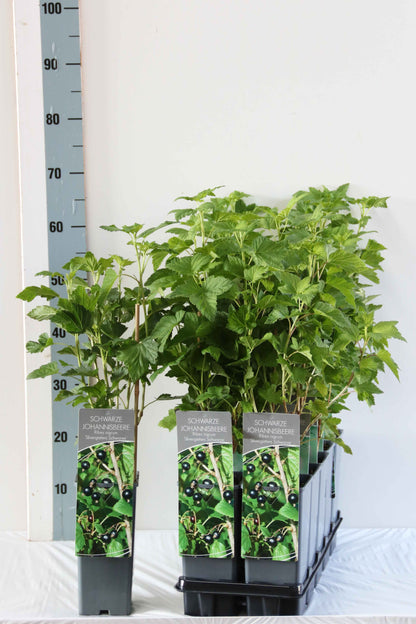 Svarta vinbär Ribes nigrum &