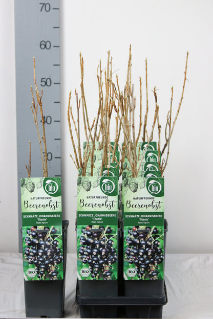 Ribes nigrum &