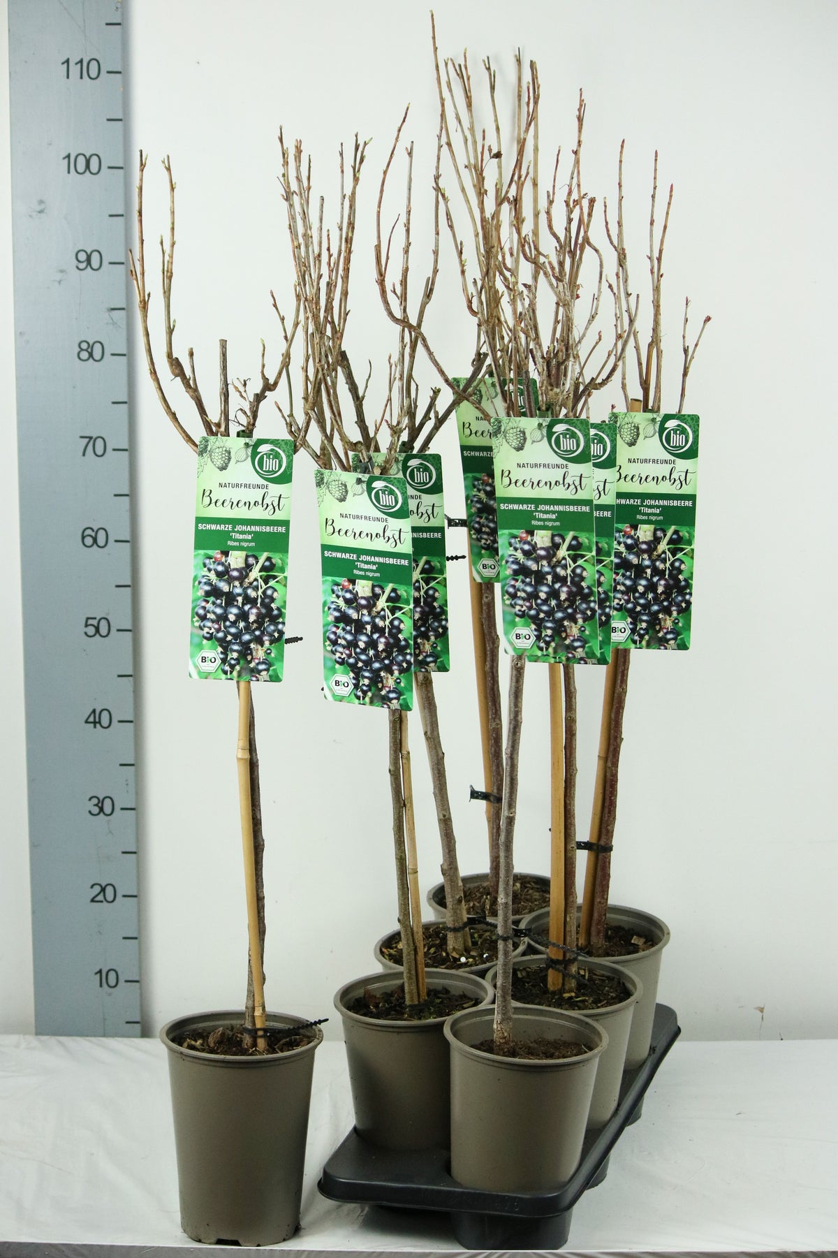 Ribes nigrum &