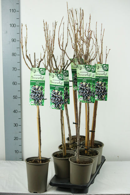Ribes nigrum &