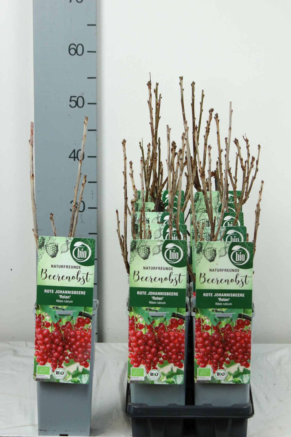 Ribes rubrum &