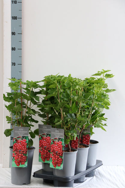 Ribes rubrum &