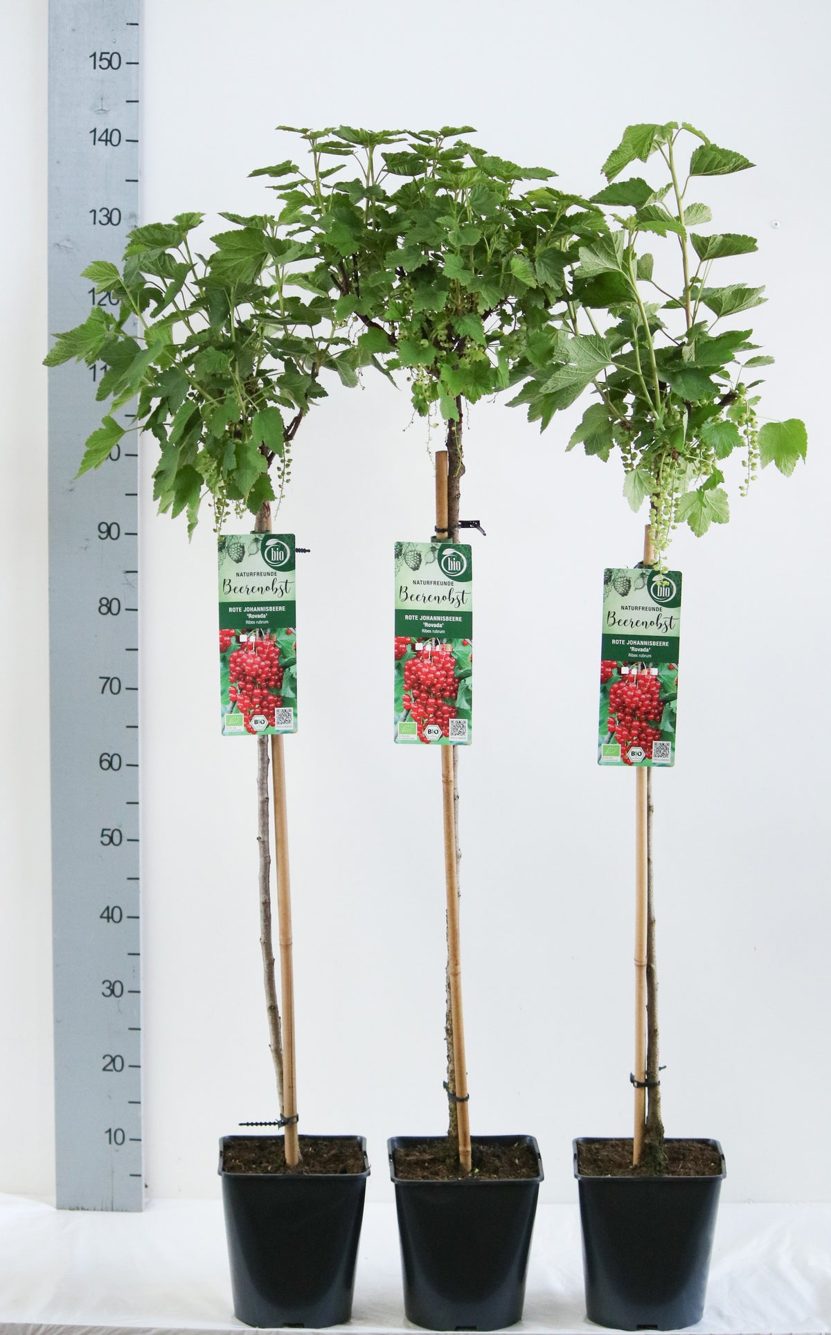 Ribes r. &
