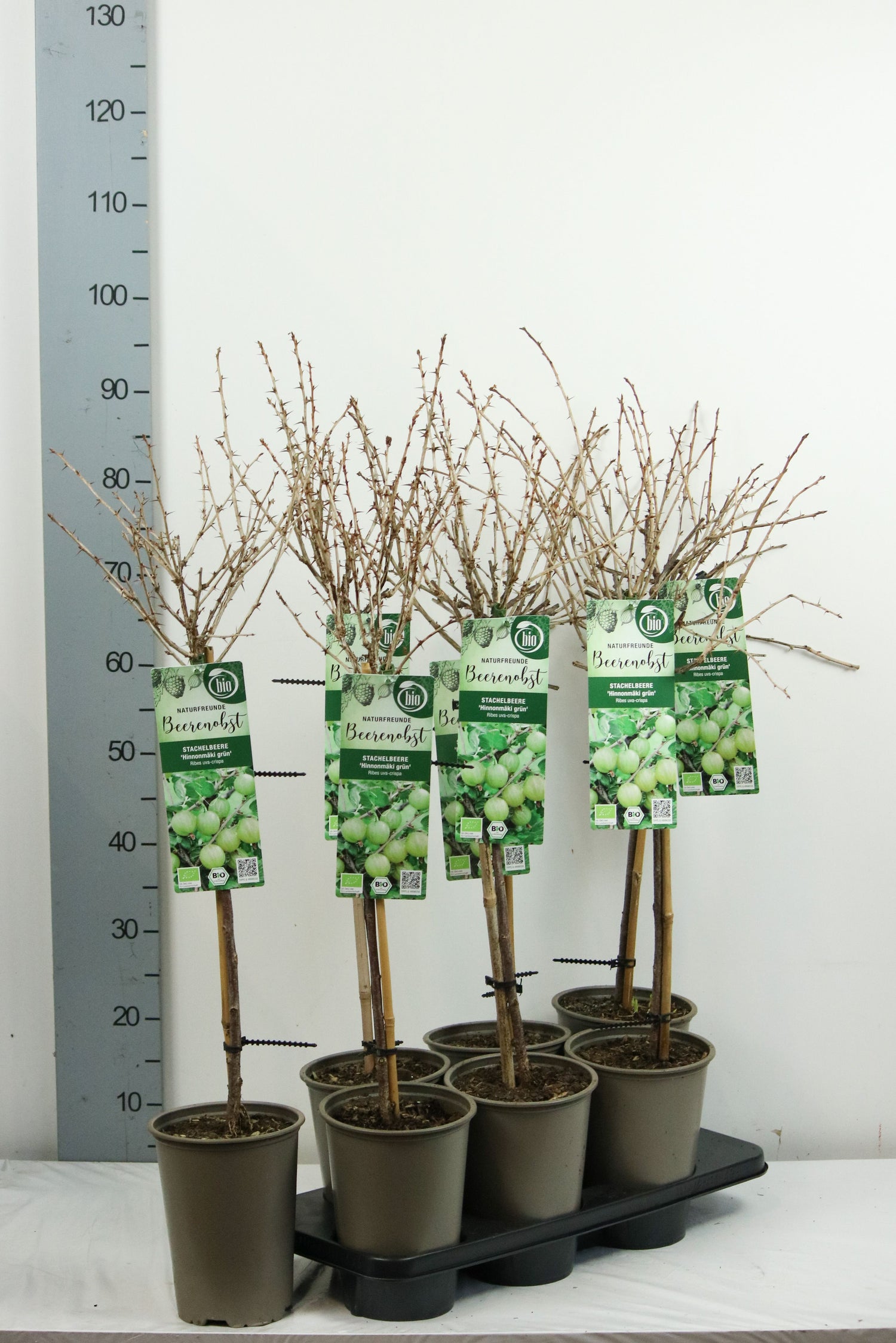 Krusbär u.-c. Hinnonmaki Gron - 60 CM STEM C3/P19