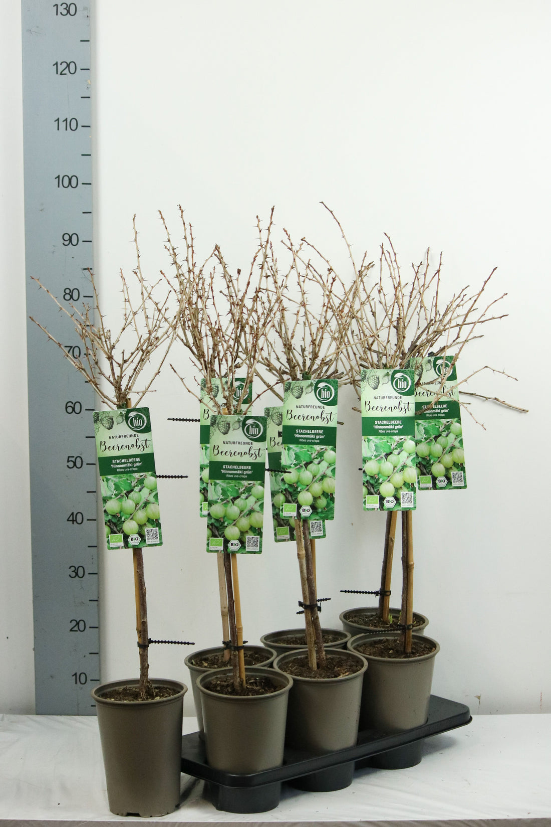 Krusbär u.-c. Hinnonmaki Gron - 60 CM STEM C3/P19
