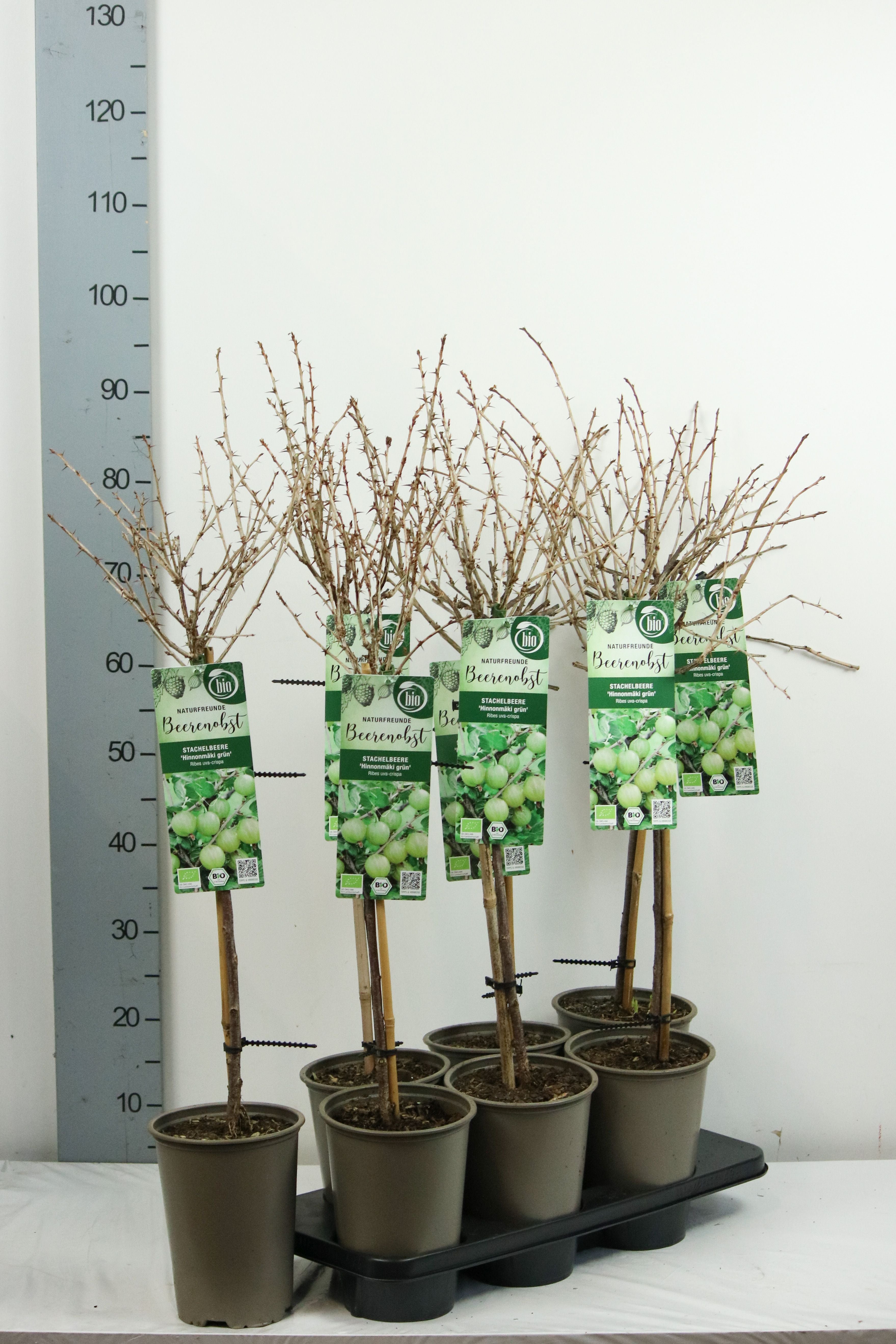 Krusbär u.-c. Hinnonmaki Gron - 60 CM STEM C3/P19