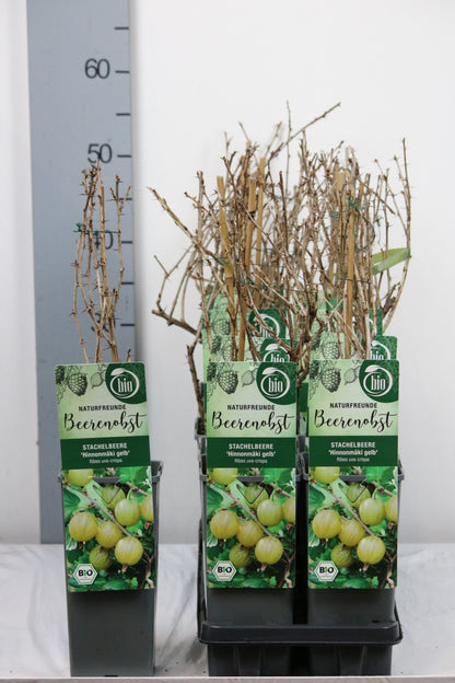 Ribes uva-crispa &