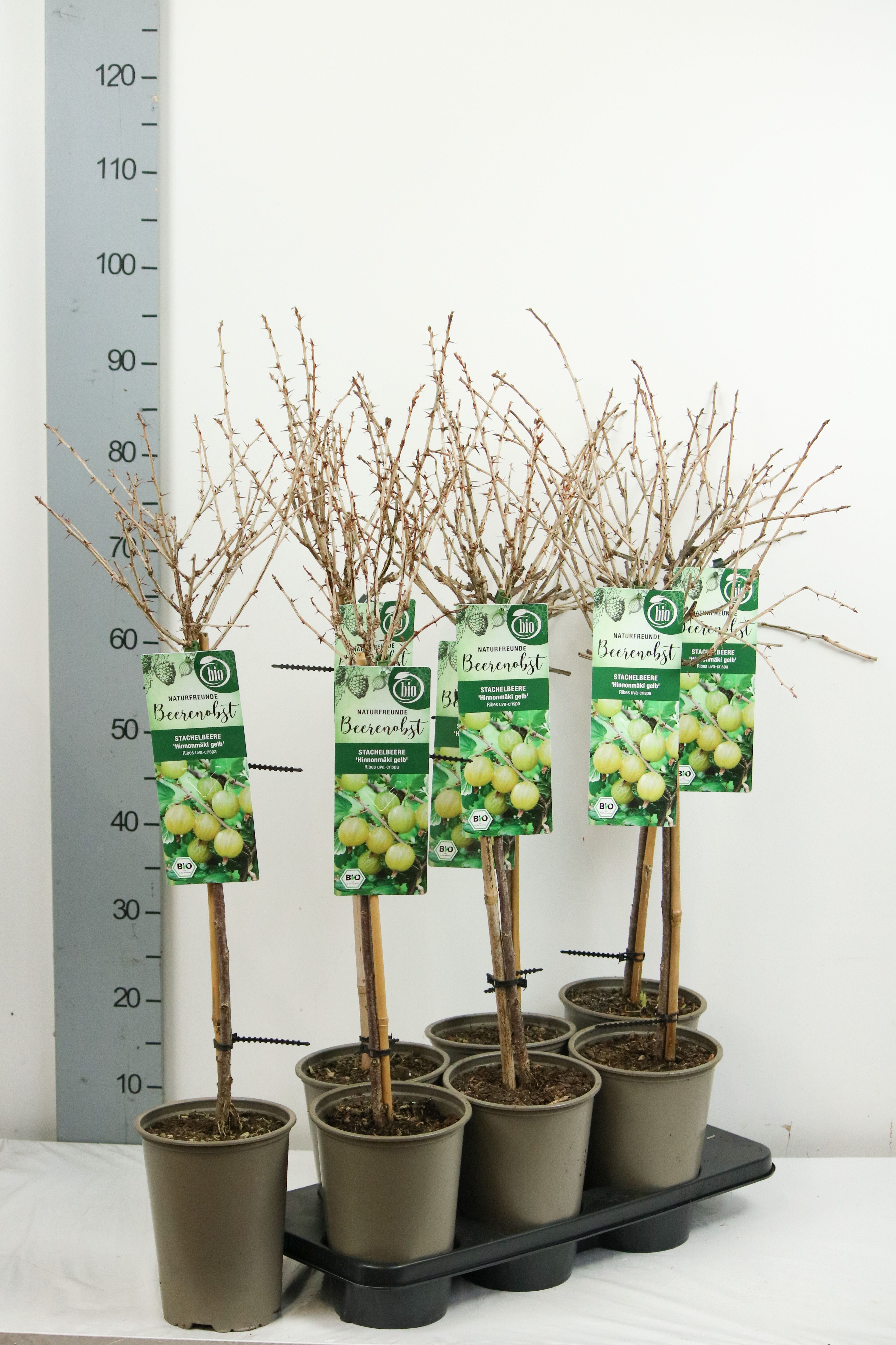 Ribes uva-crispa &