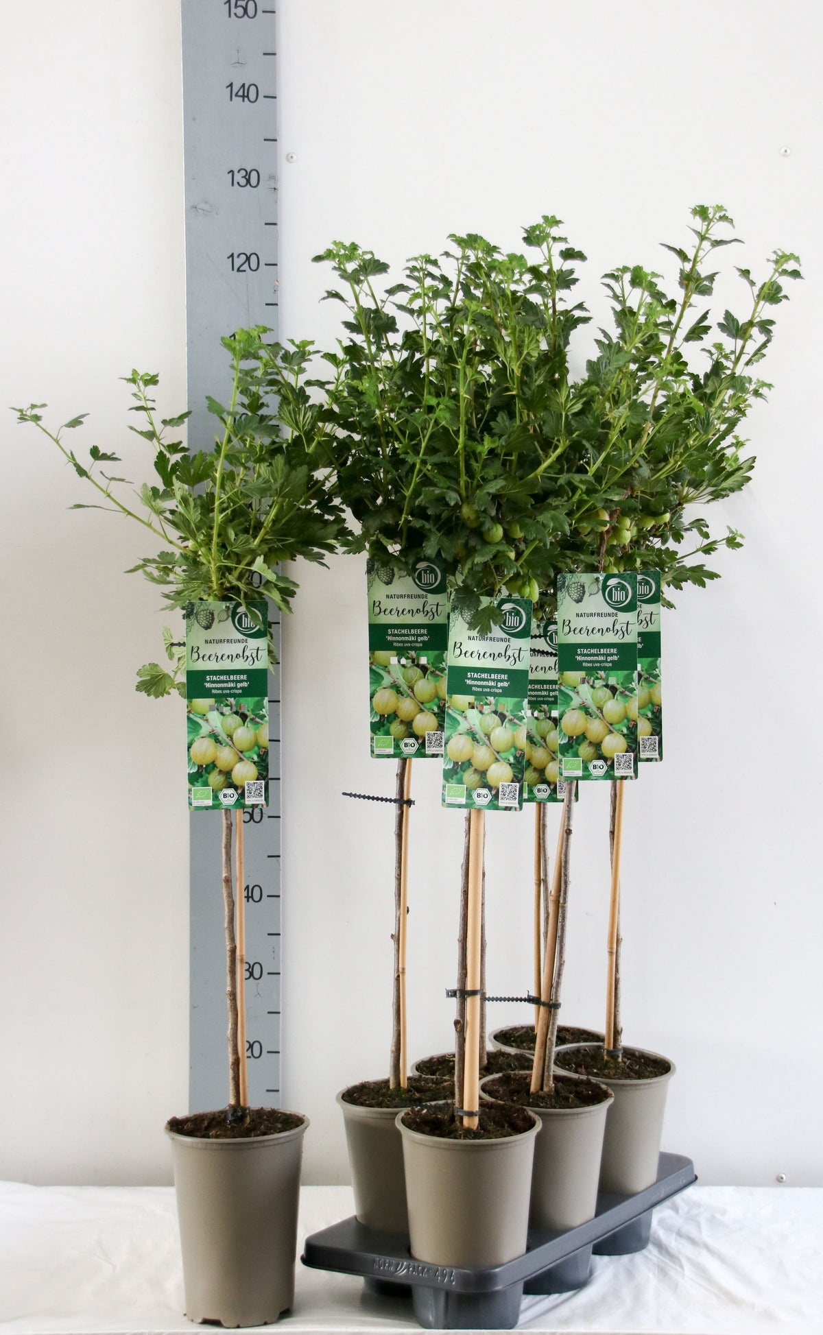 Ribes u.-c. Hinnonmaki Gul - 60 cm stam, C3 (3 liters kruka)